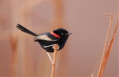 Red-backed Fairywren